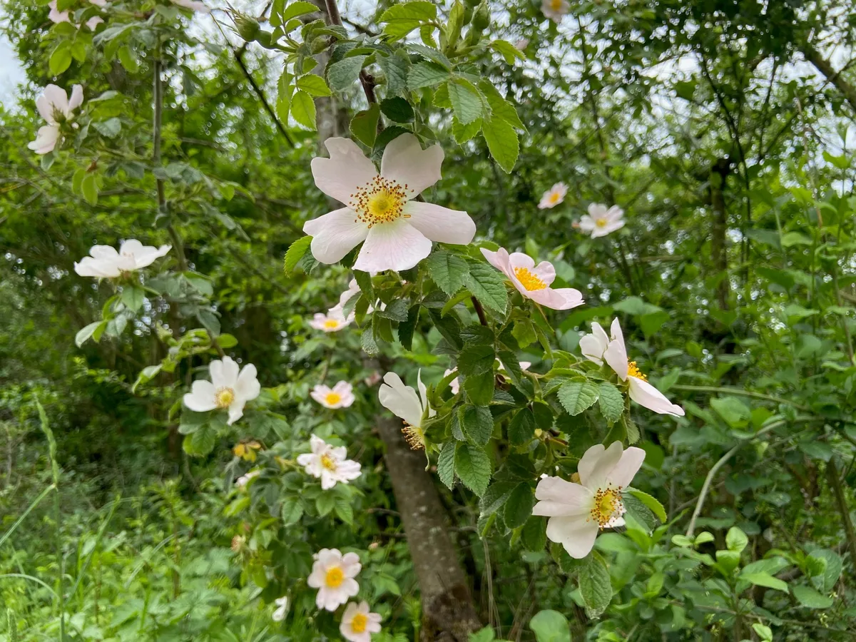 Eine wilde Rosenhecke mit rosafarbenen Blüten.